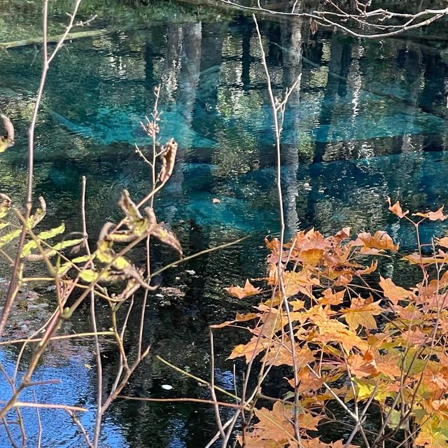 【北海道】摩周湖から生まれた神秘の湖「神の子池」