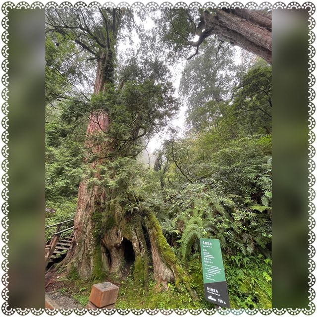 （桃園/復興）享受芬多精的洗禮-拉拉山神木群步道