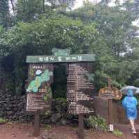 비가오면 더욱 운치있는 제주 비자림 ☔️🌳