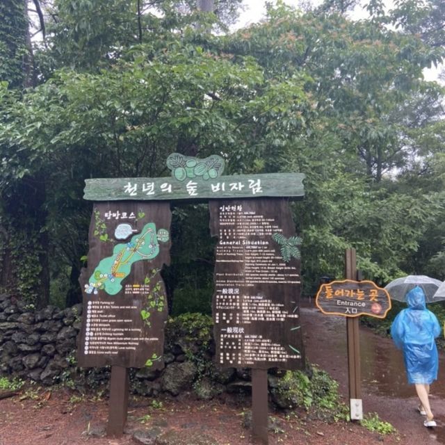 비가오면 더욱 운치있는 제주 비자림 ☔️🌳