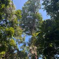 Jungle trek in Bukit Lawang - Indonesia