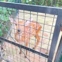 與動物近距離接觸：深圳野生動物園