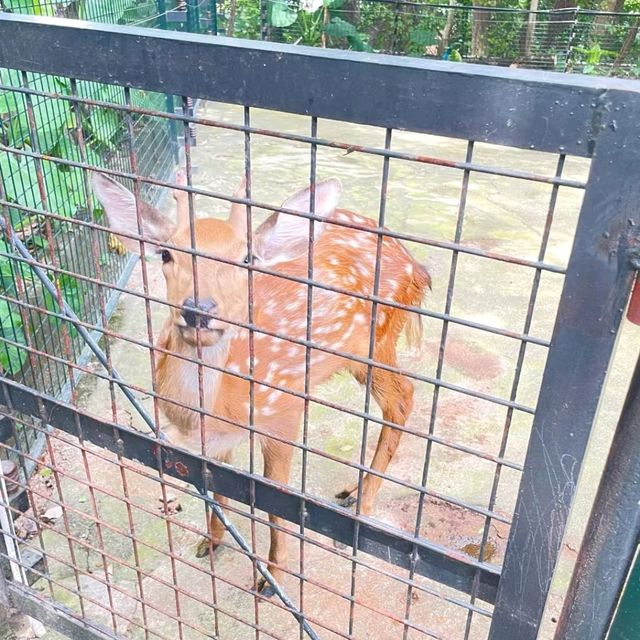 與動物近距離接觸：深圳野生動物園