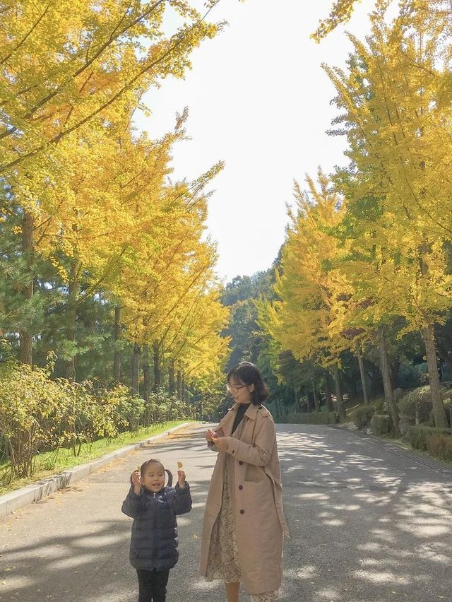 실시간 은행나무 물들어가는 청주💛