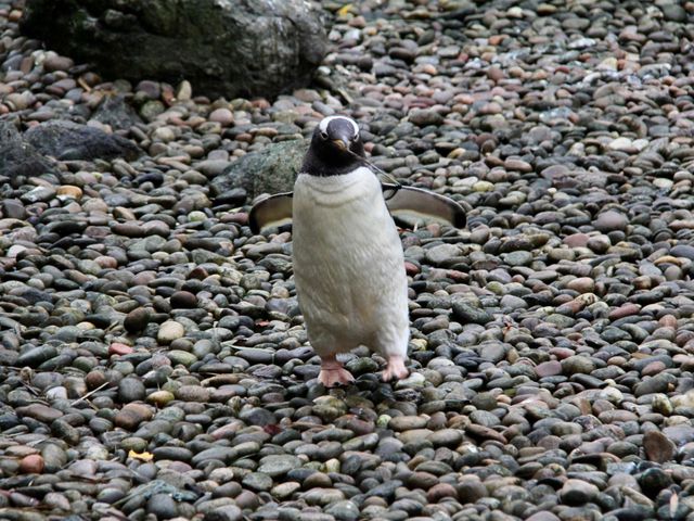 Best wildlife park in Belfast worth visiting 