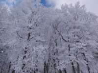 ❄️日本山形縣藏王山三種體驗：溫泉♨️滑雪⛷️樹冰❄️