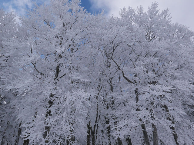 ❄️日本山形縣藏王山三種體驗：溫泉♨️滑雪⛷️樹冰❄️