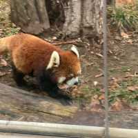 入場料 大人500円！大満足 天王寺動物園