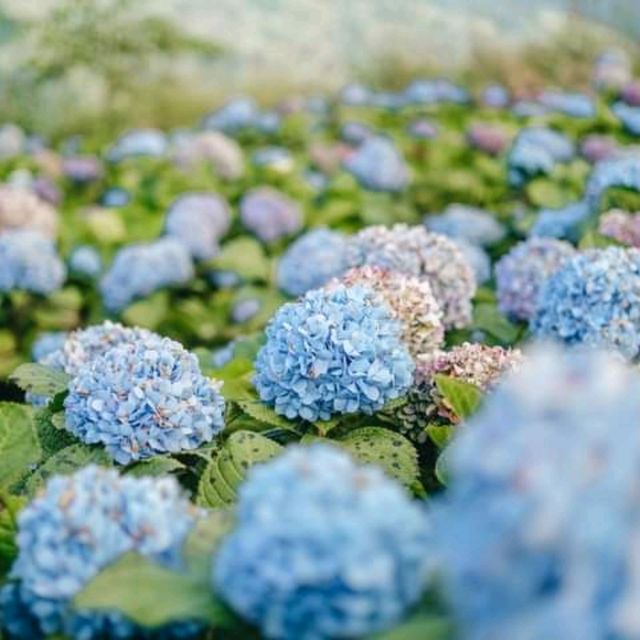 🌷ไฮเดรนเยียซัง เชียงราย 𝐻𝓎𝒹𝓇𝒶𝓃𝑔𝑒𝒶 𝓈𝒶𝓃