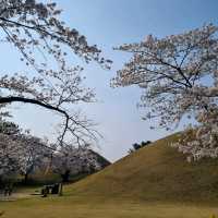 ๐ธ ๊ฒฝ์ฃผ "๋๋ฆ์"์ ์ง๊ธ ๋ฒ๊ฝ ๋ง๊ฐ๐ธ