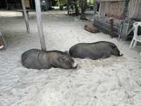 เกาะมัดสุม มัดใจด้วยน้องหมูอวบๆ