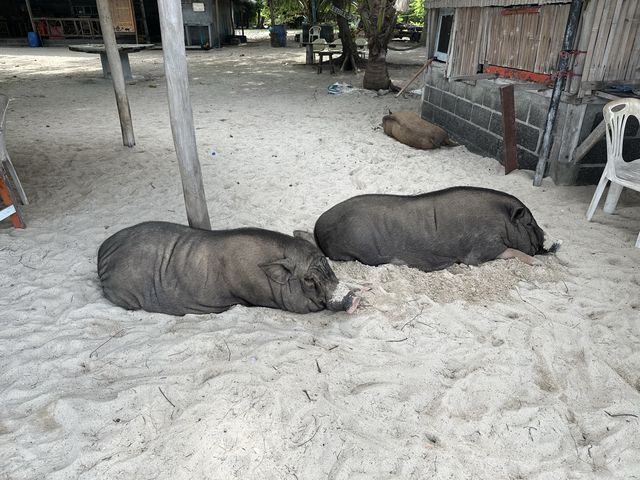 เกาะมัดสุม มัดใจด้วยน้องหมูอวบๆ