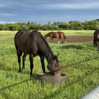 🍊제주 이색숙소 조랑말뷰 숙소 포니제주🐴