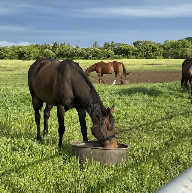 🍊제주 이색숙소 조랑말뷰 숙소 포니제주🐴