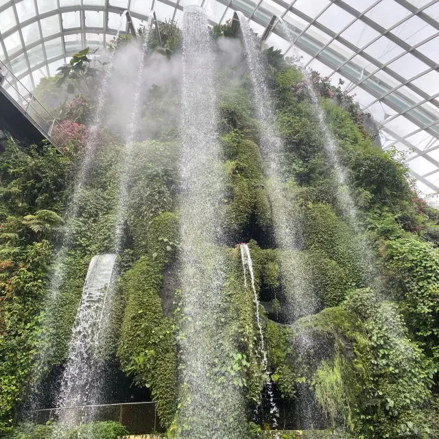 Cloud Forest Avatar Experience 