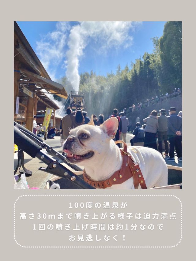 【静岡】わんこと行ける温泉公園♨️