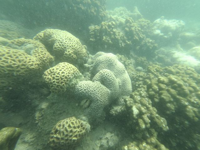 🌟小丑魚天堂🪸｜娥媚洲浮潛之旅🤿
