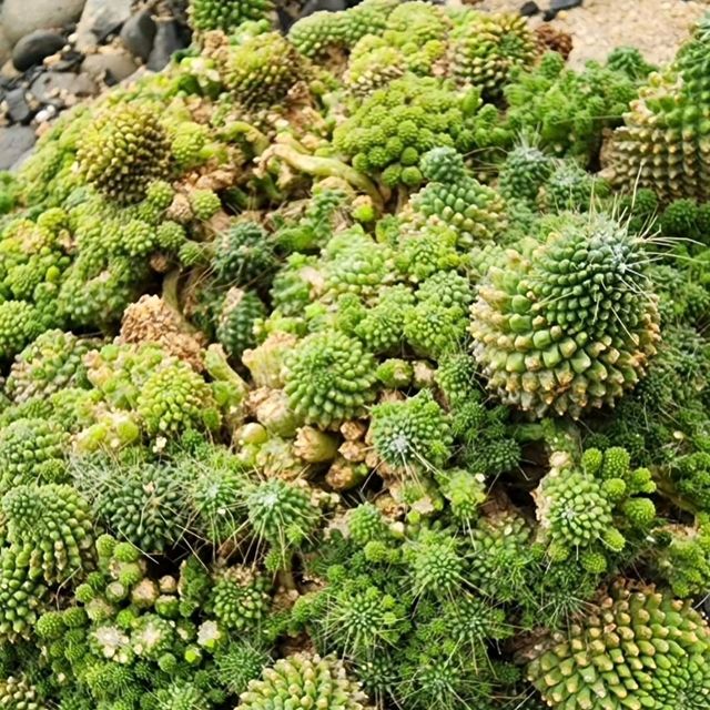 Jone's Garden 