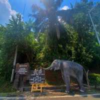 "Jumbo Joy: Rescuing and Reviving Elephants"
