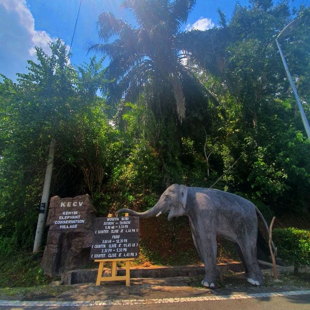 "Jumbo Joy: Rescuing and Reviving Elephants"