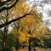 beautiful yoyogi park