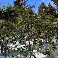 🌺🌺Camellia Hill🌺🌺