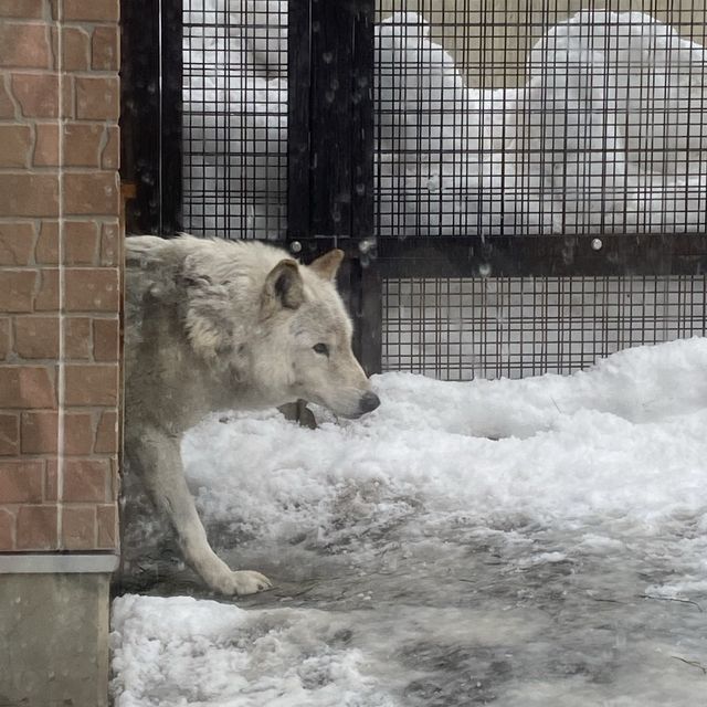 札幌　円山動物園・寿司トリトン・夜パフェ・札幌ラーン