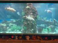 ท่องเที่ยวกับโลกใต้ท้องทะเล Underwater World ญาจาง
