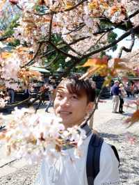 全東京最多櫻花樹的地標「上野恩賜公園」賞櫻打卡必去！