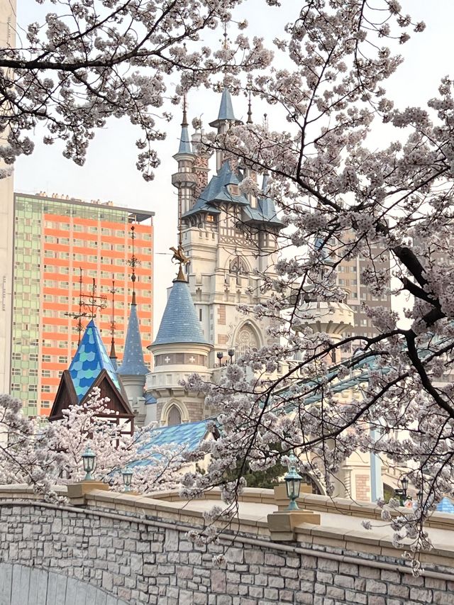 韓国/ソウル【蚕室】桜が咲くお花見シーズンのおすすめスポット🌸