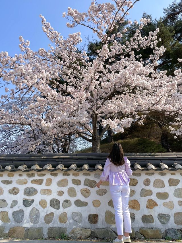 강릉에 핑크빛으로 물들어버린 팝콘 스팟 🌸💗