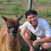 ไปเล่นกับอัลปาก้า Alpaca กัน