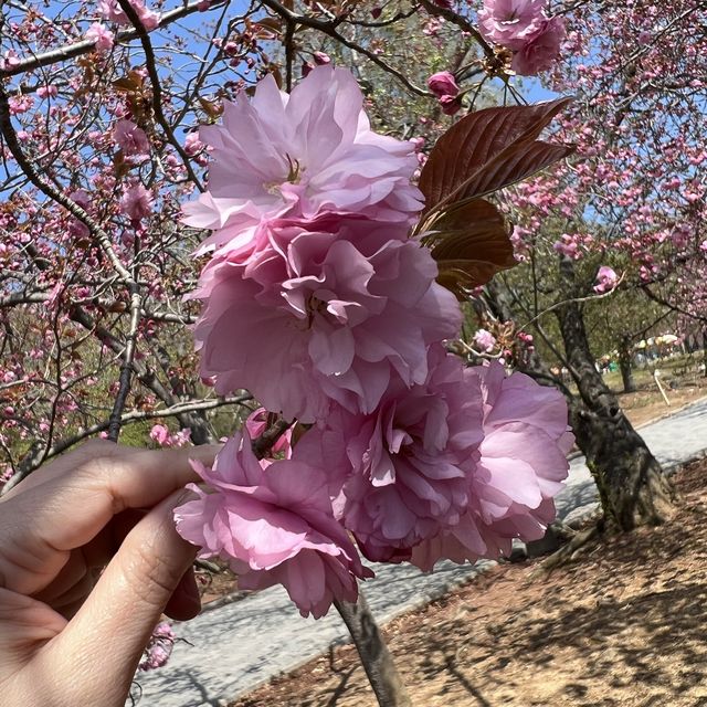 慶州景點-UNESCO世界文化遺產-佛國寺