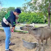 ดูบัว คาเฟ่ เพลินกับสัตว์มากมาย