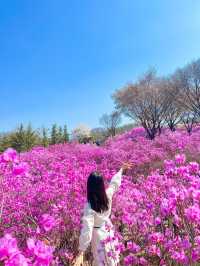 핑크물결 가득한 진달래꽃동산🌸💞