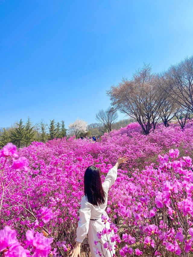 핑크물결 가득한 진달래꽃동산🌸💞