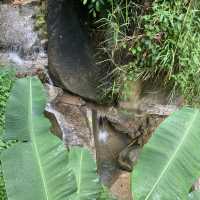 Jungle Cafe 