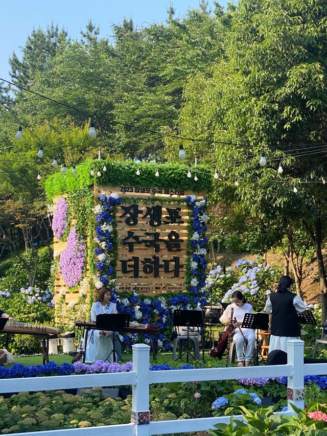 돌아온 수국의 계절💐