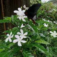 MSU Butterfly Garden