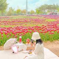문암생태공원에 가득 핀 튤립🌷💖