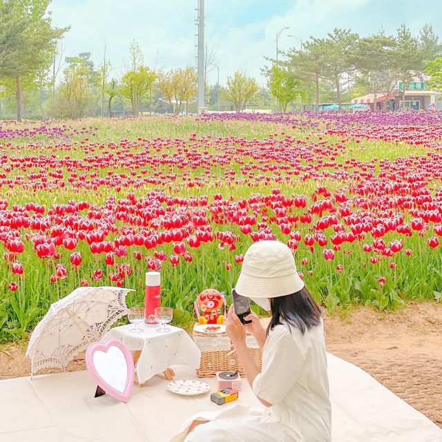 문암생태공원에 가득 핀 튤립🌷💖