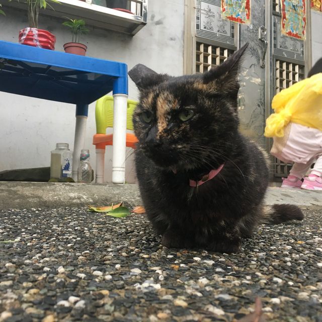 🐱 猴硐貓村😎貓咪天堂 🏞️😺 