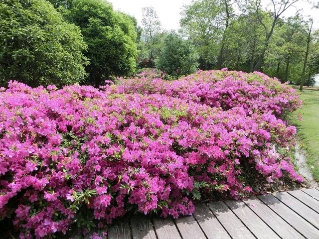 無錫蠡湖公園🏞結合傳統園林與歐式公園風格