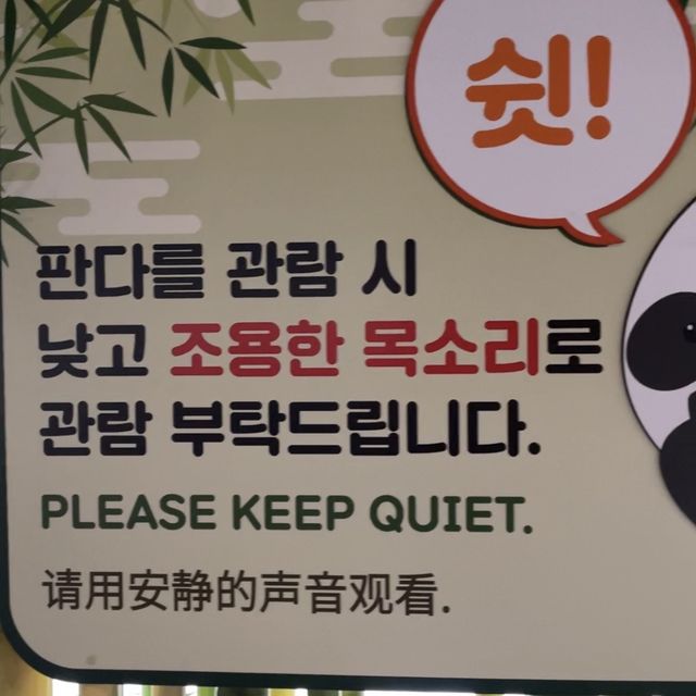 앞으로 에버랜드 푸바오 가족 5분만 볼 수 있다🐼
