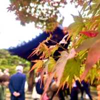 【京都】紅葉の名所🍁東福寺