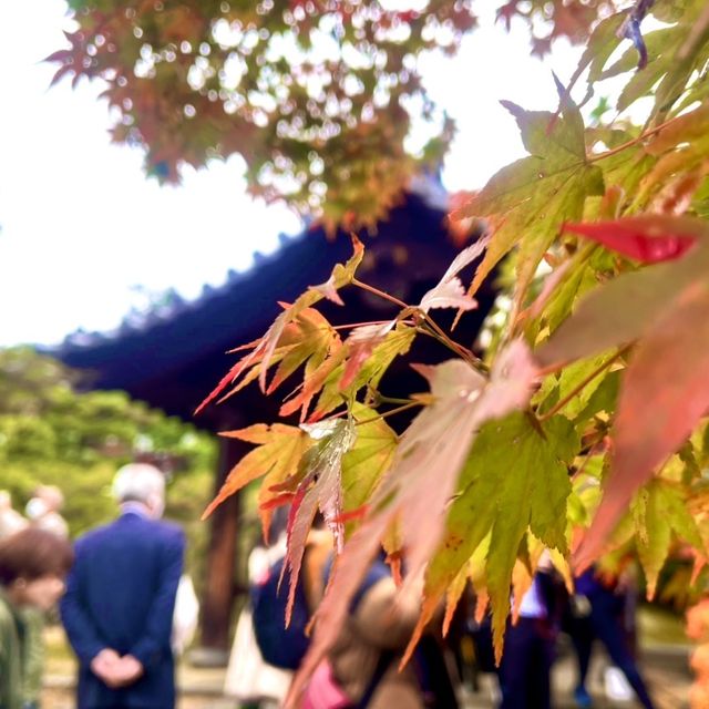 【京都】紅葉の名所🍁東福寺