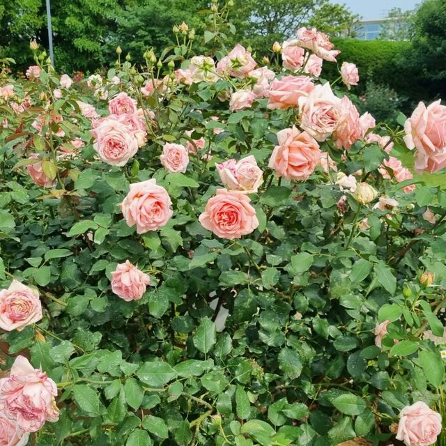 요코하마에서 느끼는 유럽🏞