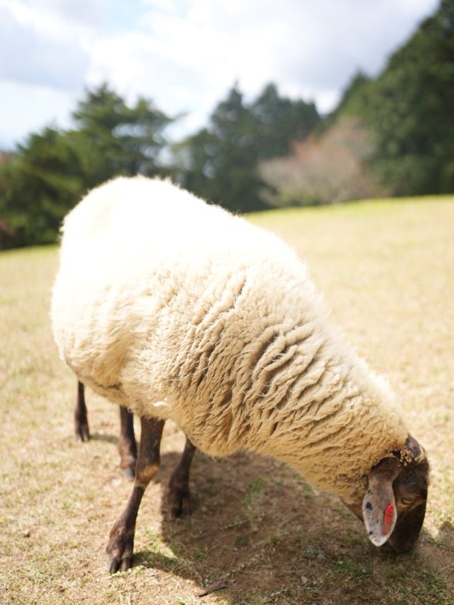 六甲山牧場—帶娃必去！