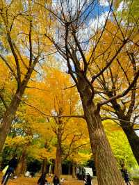 この時期におすすめ🧡秋ピクニックもうした？☺️🍁🍂🧺【東京・代々木公園】