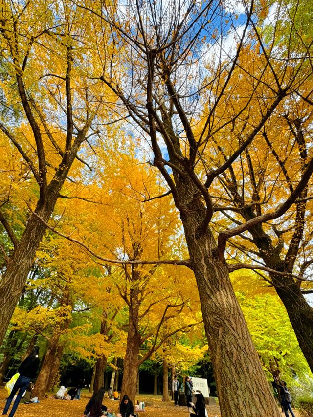 この時期におすすめ🧡秋ピクニックもうした？☺️🍁🍂🧺【東京・代々木公園】